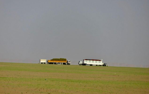 صحاري شمال وادي الدواسر تكتسي بالأخضر