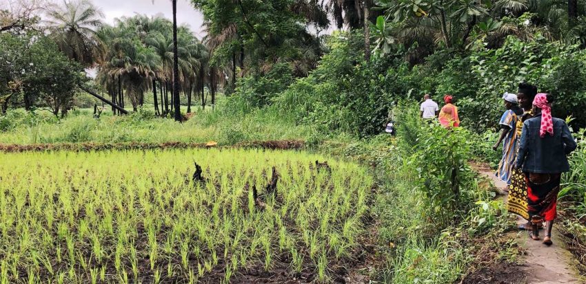 الصندوق الدولي للتنمية الزراعية