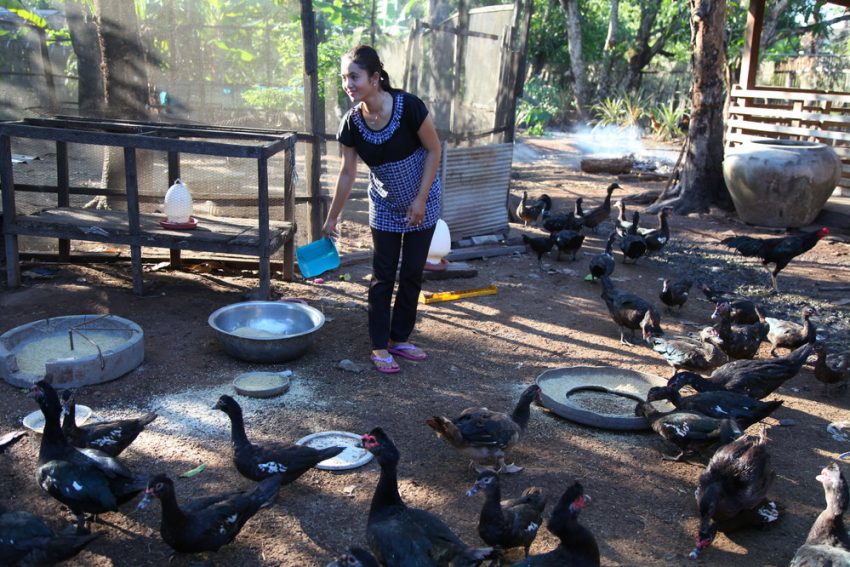 الصندوق الدولي للتنمية الزراعية كمبوديا