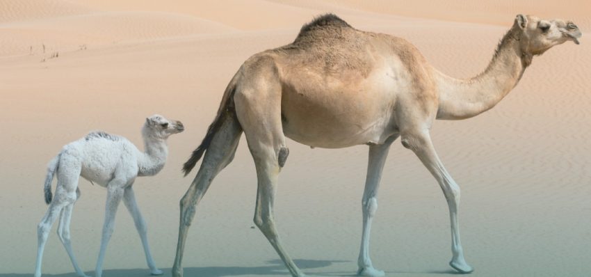 وزارة البيئة والمياه والزراعة