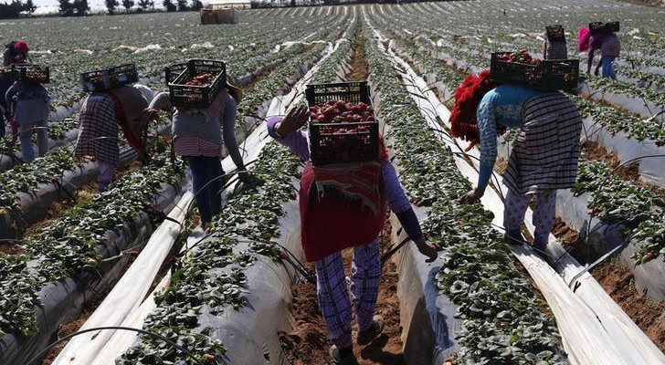 مغربيات بحقول الفراولة في إسبانيا