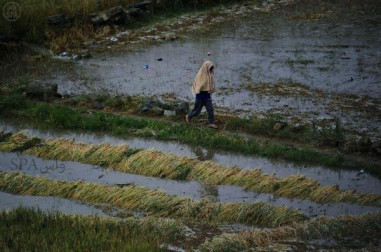 173239_1400518311_3257