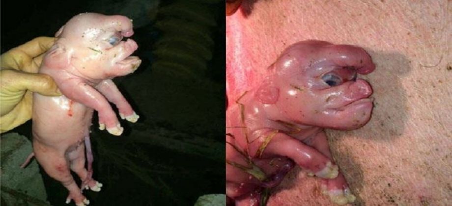 الخنزير الغريب توفي بعد يومين من ولادته