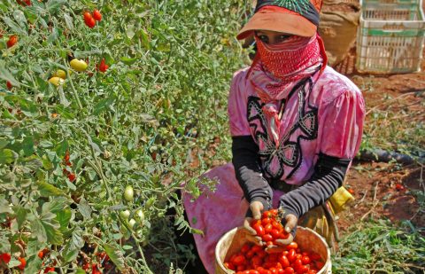 الصندوق الدولي للتنمية الزراعية اليوم الدولي للمرأة الريفية
