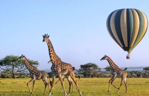 تجربة السفاري المميّزة من ابتكار شركة "رور أفريكا" والإمارات للطيران الخاص