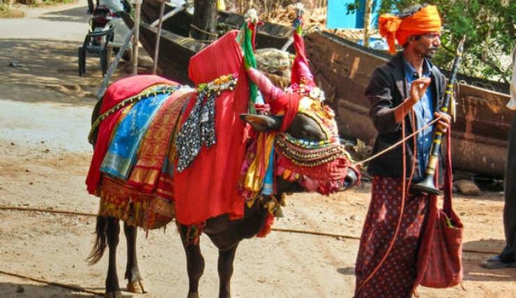 الهندوس يقدسون البقر في الهند