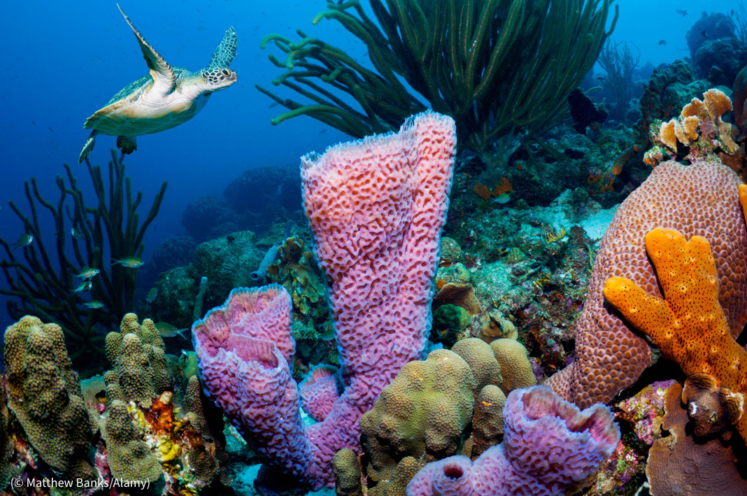 حماية المحيطات من 5 تهديدات جسيمة