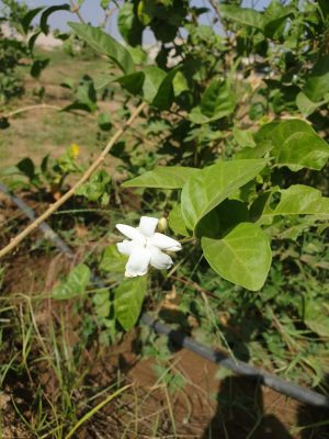 وزارة البيئة والمياه والزراعة