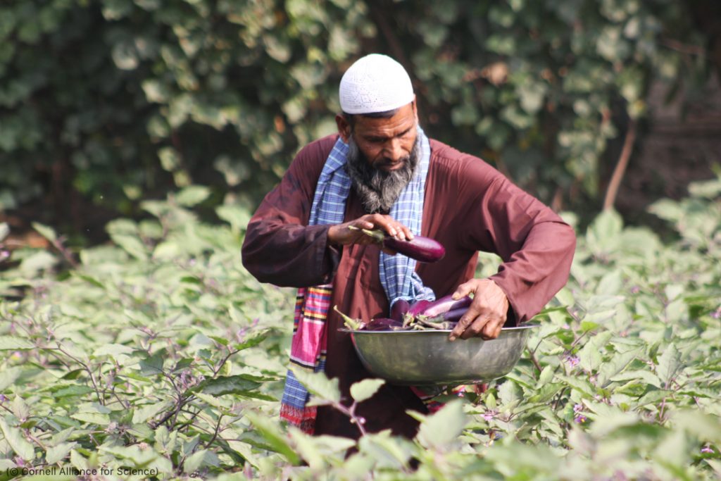 التكنولوجيا الحيوية الزراعية تجعل المزارع أكثر إنتاجية