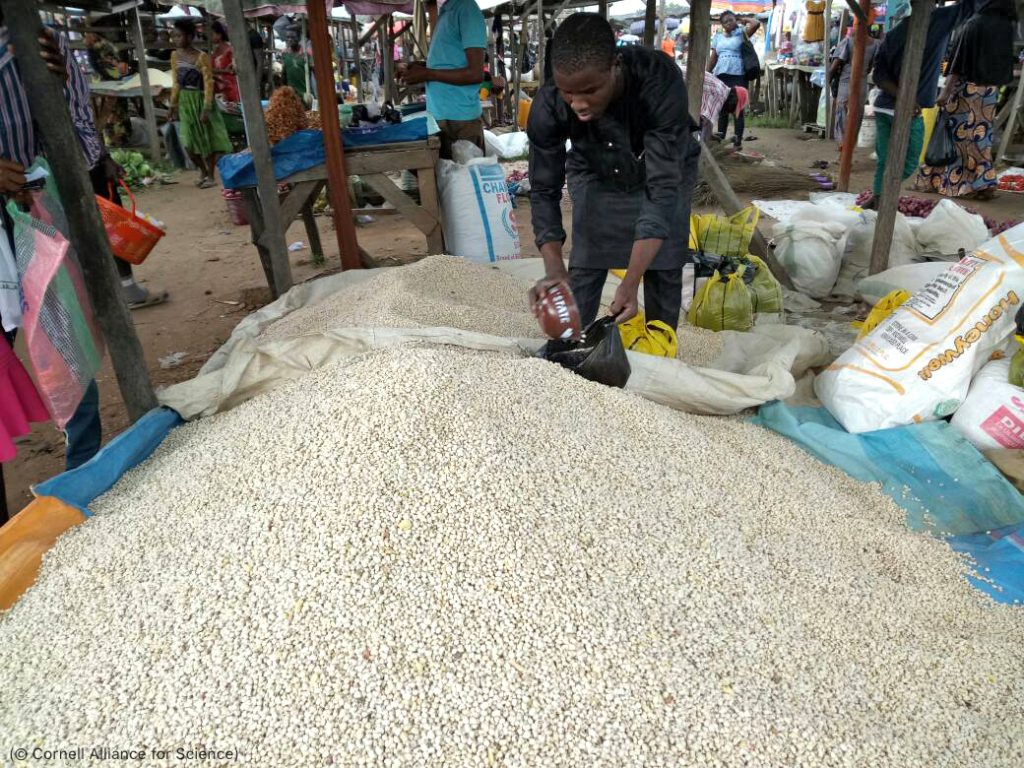 التكنولوجيا الحيوية الزراعية تجعل المزارع أكثر إنتاجية