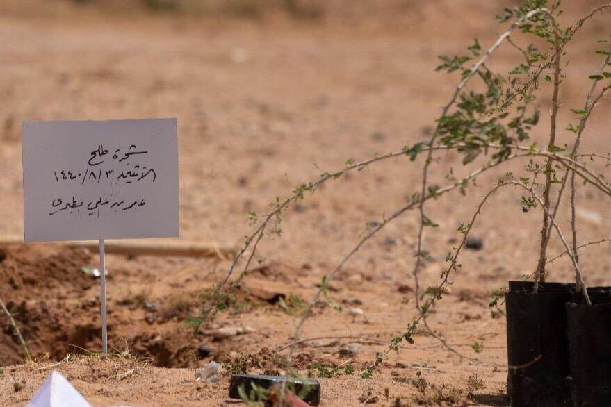 تشجير وادي فليج