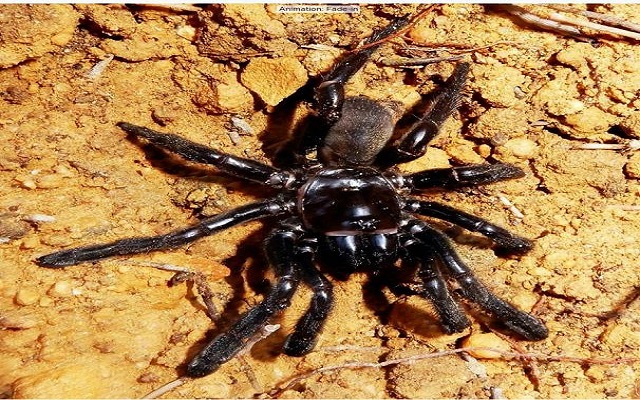 العنكبوت "الرقم 16"