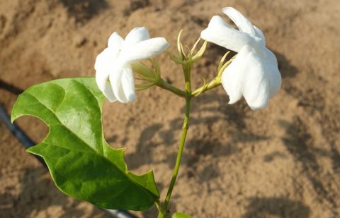 وزارة البيئة والمياه والزراعة