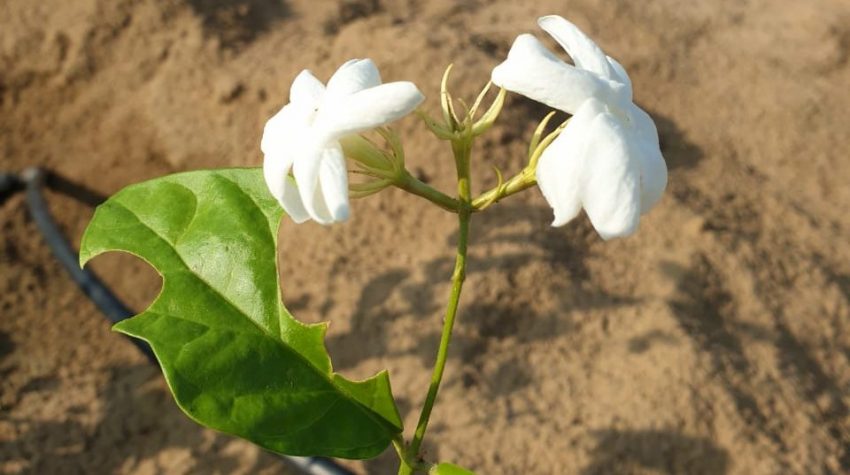 وزارة البيئة والمياه والزراعة