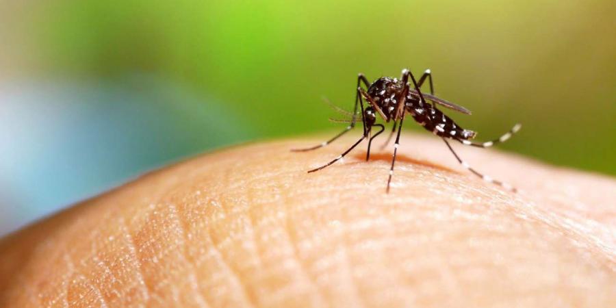 وباء "حشرة التقبيل" يهدد أمريكا