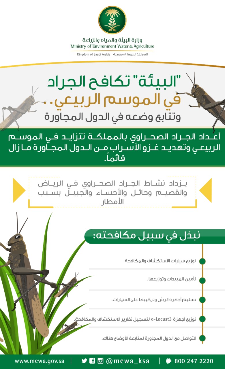 وزارة البيئة تكافح الجراد في الموسم الربيعي.. وتتوقع غزواً لأسرابه من الدول المجاورة!