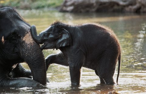 الفهم الأفضل لتفكير وسلوك الأفيال يحسّن جهود الحفاظ عليها