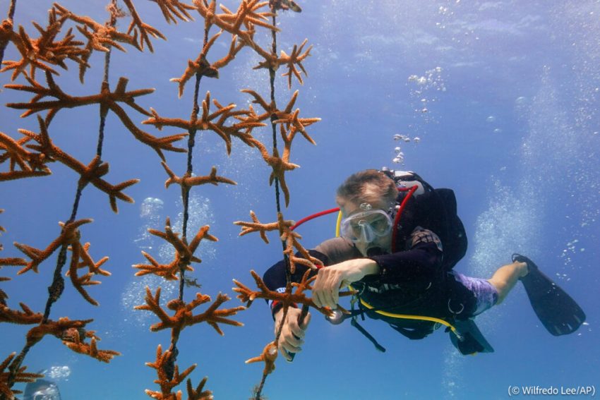 إنقاذ الشعاب المرجانية: مهمة عالمية
