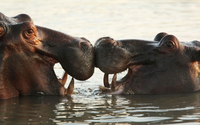 تجربة السفاري المميّزة من ابتكار شركة "رور أفريكا" والإمارات للطيران الخاص