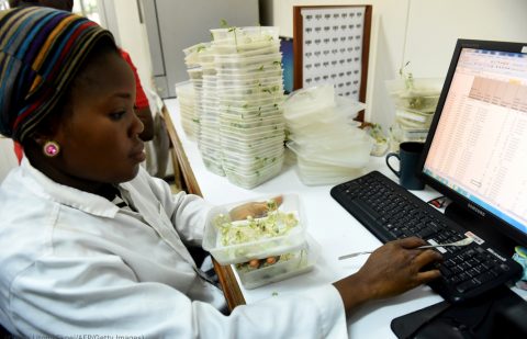 التكنولوجيا الحيوية الزراعية تجعل المزارع أكثر إنتاجية