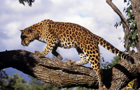 من الممكن ألاّ ترى أيًا من نمور الآمور مجددًا بعد الآن