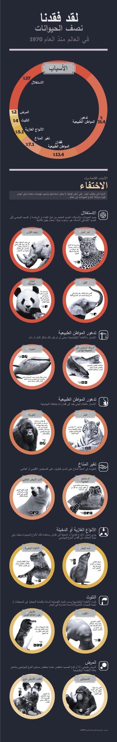 من الممكن ألاّ ترى أيًا من نمور الآمور مجددًا بعد الآن