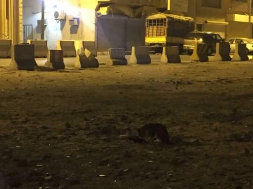 af4f3171-9e61-47c7-b2aa-baedf4cb6d02