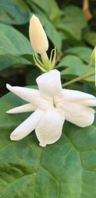 وزارة البيئة والمياه والزراعة