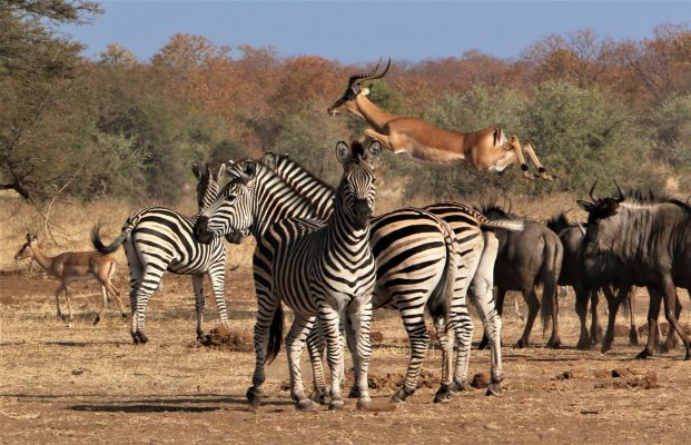 تجربة السفاري المميّزة من ابتكار شركة "رور أفريكا" والإمارات للطيران الخاص