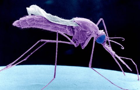 البعوض المعدّل وراثيًا قد يعني القضاء على الملاريا