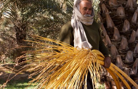 الصندوق الدولي للتنمية الزراعية