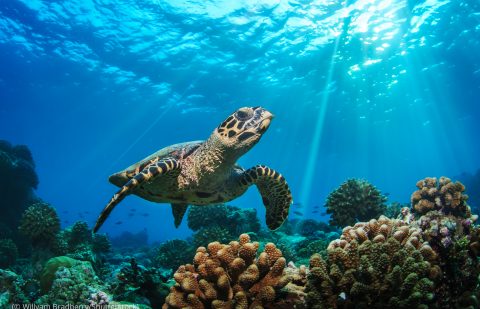 هذه السلاحف البحرية تواجه الخطر