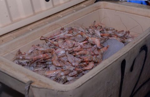 أسواق الأسماك تستقبل باكورة صيد الروبيان