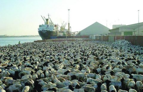 وزارة البيئة والمياه والزراعة