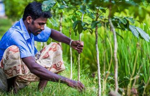 الصندوق الدولي للتنمية الزراعية