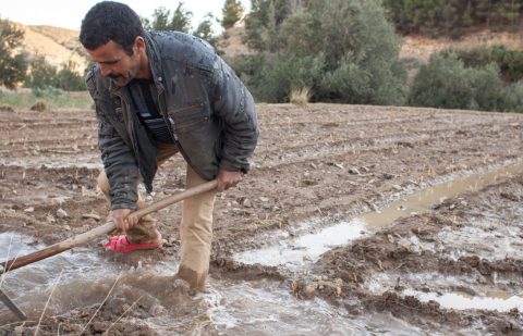 الصندوق الدولي للتنمية الزراعية