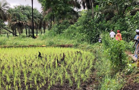 الصندوق الدولي للتنمية الزراعية