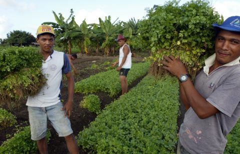 الصندوق الدولي للتنمية الزراعية أميركا اللاتينية