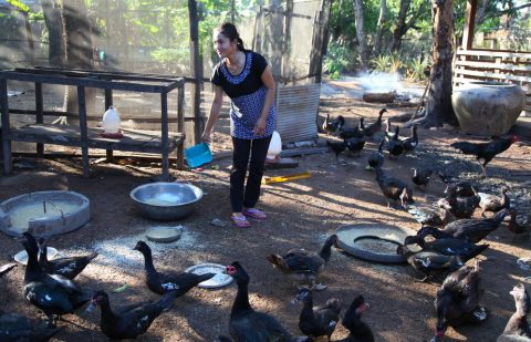 الصندوق الدولي للتنمية الزراعية كمبوديا