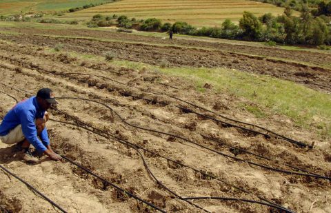 الصندوق الدولي للتنمية الزراعية