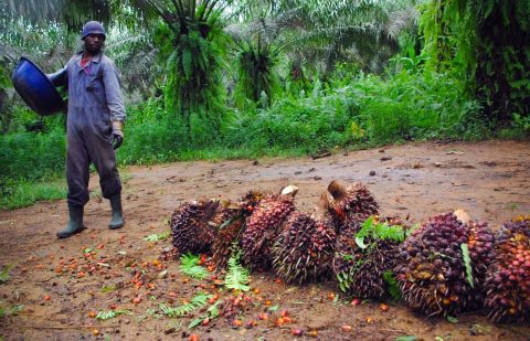 الصندوق الدولي للتنمية الزراعية