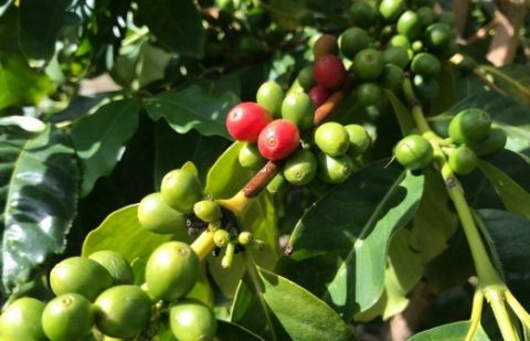 صندوق التنمية الزراعية