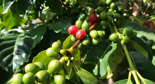 صندوق التنمية الزراعية