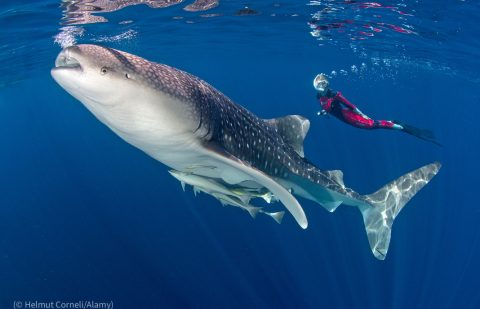 حماية المحيطات من 5 تهديدات جسيمة