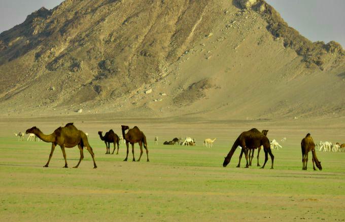 صحاري شمال وادي الدواسر تكتسي بالأخضر