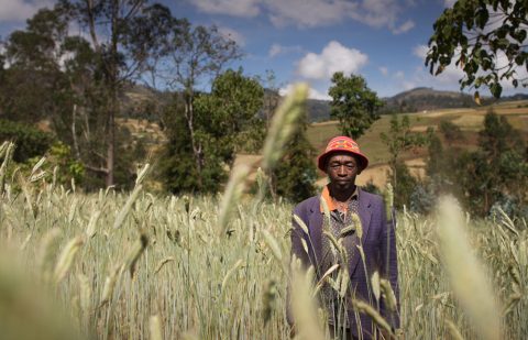 الصندوق الدولي للتنمية الزراعية