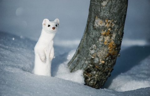 اليوم العالمي للحياة البرية