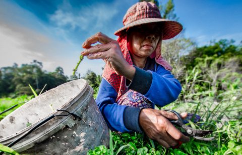 الصندوق الدولي للتنمية الزراعية