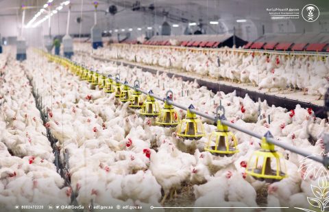 صندوق التنمية الزراعية