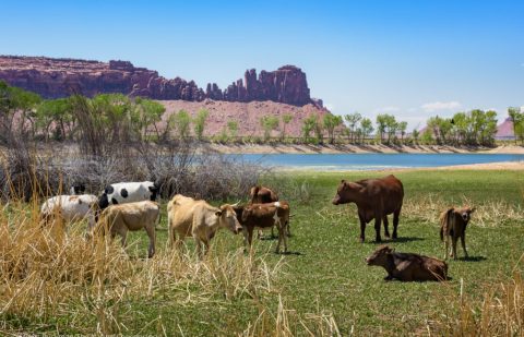 مشكلة التصحّر